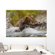 Coastal Brown Bear Sow Fishing At Kinak Bay Wall Mural