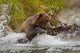 Coastal Brown Bear Sow Fishing At Kinak Bay Wall Mural