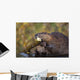 Beaver Chewing On Log In A Pond, Denali National Park, Alaska Wall Mural