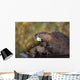 Beaver Chewing On Log In A Pond, Denali National Park, Alaska Wall Mural