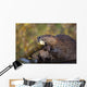 Beaver Chewing On Log In A Pond, Denali National Park, Alaska Wall Mural