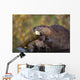 Beaver Chewing On Log In A Pond, Denali National Park, Alaska Wall Mural