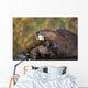 Beaver Chewing On Log In A Pond, Denali National Park, Alaska Wall Mural
