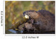 Beaver Chewing On Log In A Pond, Denali National Park, Alaska Wall Mural