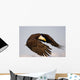 Bald Eagle Preparing To Land At Homer Spit, Kenai Peninsula, Alaska Wall Mural
