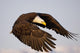 Bald Eagle Preparing To Land At Homer Spit, Kenai Peninsula, Alaska Wall Mural