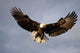 Bald Eagle In Flight Over Homer Spit, Kenai Peninsula, Alaska Wall Mural