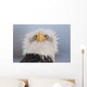 Humorous Portrait Of A Young Eagle Wall Mural
