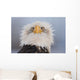 Humorous Portrait Of A Young Eagle Wall Mural