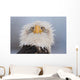 Humorous Portrait Of A Young Eagle Wall Mural