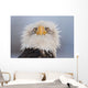 Humorous Portrait Of A Young Eagle Wall Mural