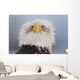Humorous Portrait Of A Young Eagle Wall Mural