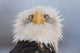 Humorous Portrait Of A Young Eagle Wall Mural