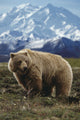 Grizzly On Tundra Mckinley In Background Composite Wall Mural
