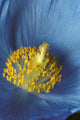 Close Up Detail Of Blue Poppy Wall Mural