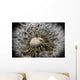 Macro View Of A Dandilion Flower Gone To Seed, Alaska Wall Mural