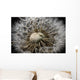 Macro View Of A Dandilion Flower Gone To Seed, Alaska Wall Mural