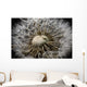 Macro View Of A Dandilion Flower Gone To Seed, Alaska Wall Mural