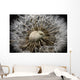 Macro View Of A Dandilion Flower Gone To Seed, Alaska Wall Mural
