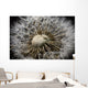 Macro View Of A Dandilion Flower Gone To Seed, Alaska Wall Mural