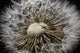 Macro View Of A Dandilion Flower Gone To Seed, Alaska Wall Mural