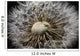 Macro View Of A Dandilion Flower Gone To Seed, Alaska Wall Mural