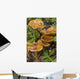 Mushroom Growing In Forest Understory, Alaska Wall Mural