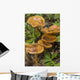 Mushroom Growing In Forest Understory, Alaska Wall Mural
