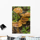 Mushroom Growing In Forest Understory, Alaska Wall Mural