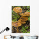 Mushroom Growing In Forest Understory, Alaska Wall Mural