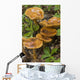 Mushroom Growing In Forest Understory, Alaska Wall Mural