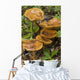Mushroom Growing In Forest Understory, Alaska Wall Mural
