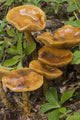 Mushroom Growing In Forest Understory, Alaska Wall Mural