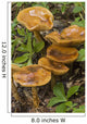 Mushroom Growing In Forest Understory, Alaska Wall Mural