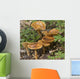 Mushroom Growing In Forest Understory, Alaska Wall Mural
