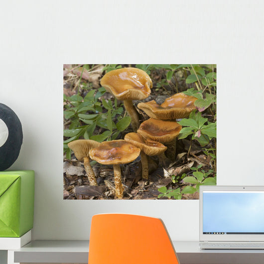 Mushroom Growing In Forest Understory, Alaska Wall Mural