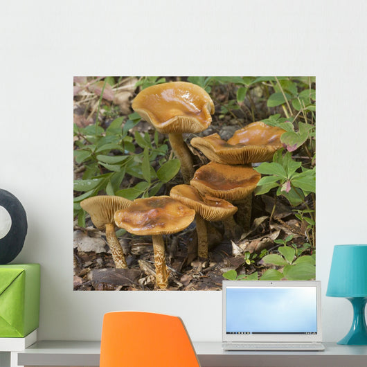 Mushroom Growing In Forest Understory, Alaska Wall Mural