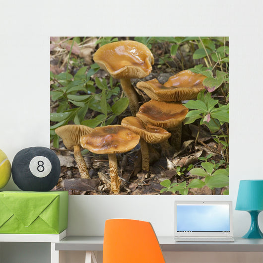 Mushroom Growing In Forest Understory, Alaska Wall Mural