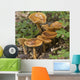 Mushroom Growing In Forest Understory, Alaska Wall Mural