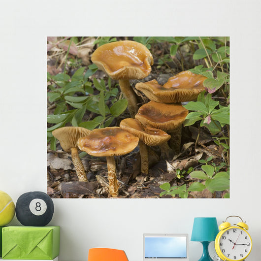 Mushroom Growing In Forest Understory, Alaska Wall Mural