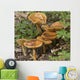 Mushroom Growing In Forest Understory, Alaska Wall Mural