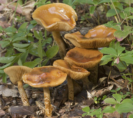Mushroom Growing In Forest Understory, Alaska Wall Mural