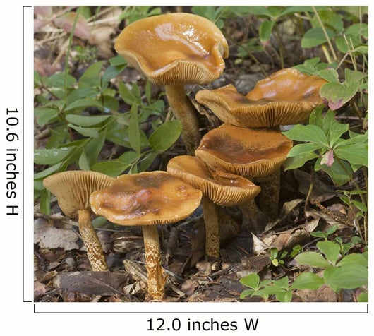Mushroom Growing In Forest Understory, Alaska Wall Mural