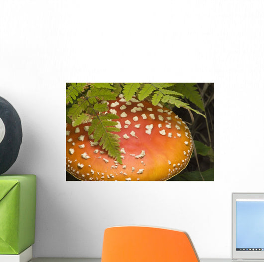 Close Up Of An Amanita Muscaria Mushroom Wall Mural