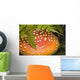 Close Up Of An Amanita Muscaria Mushroom Wall Mural