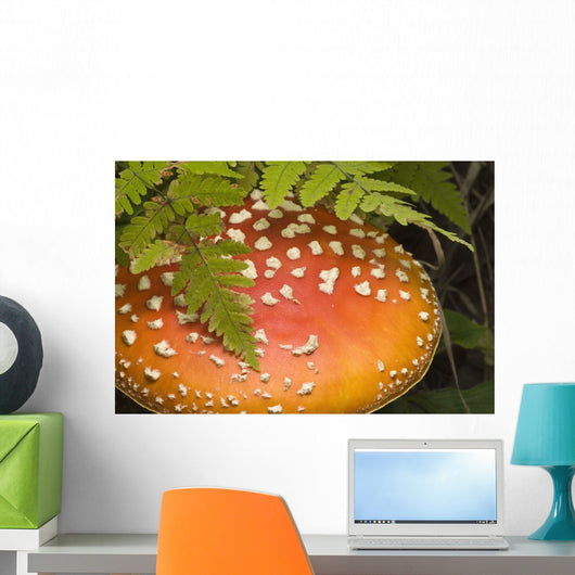 Close Up Of An Amanita Muscaria Mushroom Wall Mural