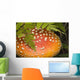 Close Up Of An Amanita Muscaria Mushroom Wall Mural
