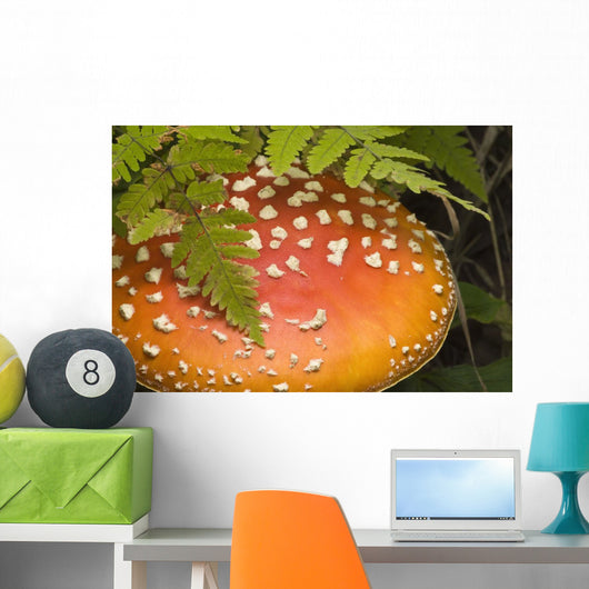 Close Up Of An Amanita Muscaria Mushroom Wall Mural