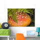 Close Up Of An Amanita Muscaria Mushroom Wall Mural