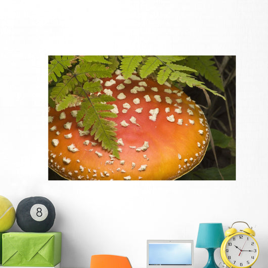 Close Up Of An Amanita Muscaria Mushroom Wall Mural